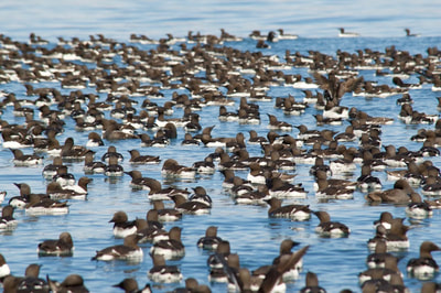 A large flock of Common Murres resting on the water near Gull Island in Kachemak Bay, Alaska. 