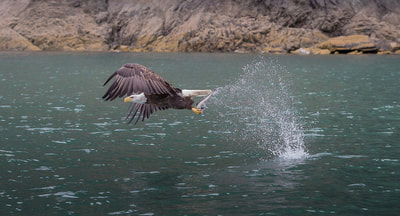 A bald eagle snatching a fish out of the water with its talons and a large spray of water. 