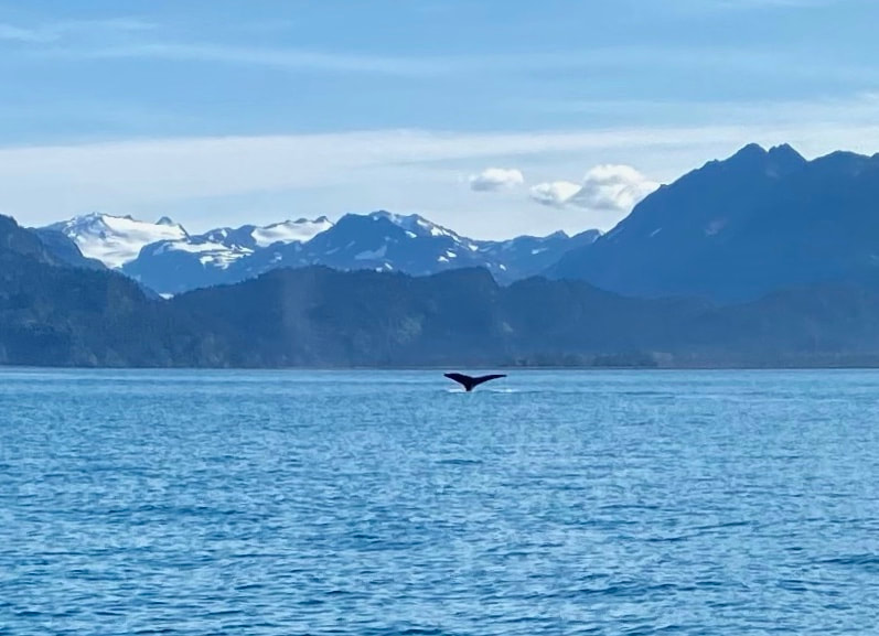 The tail of a Humpback whale rising from the surface of the water with the vividly blue mountains of Kachemak Bay in the background. 
