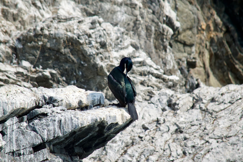 A Pelagic Cormorant preening its feathers on the guano covered rocks at Gull Island, in Kachemak Bay, Alaska.