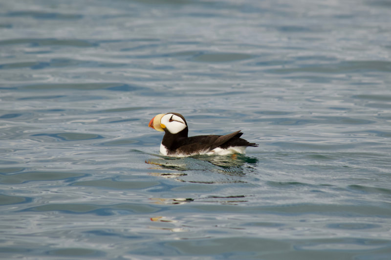 A Horned Puffin swimming on the surface of the water near Gull Island in Kachemak Bay, Alaska. 