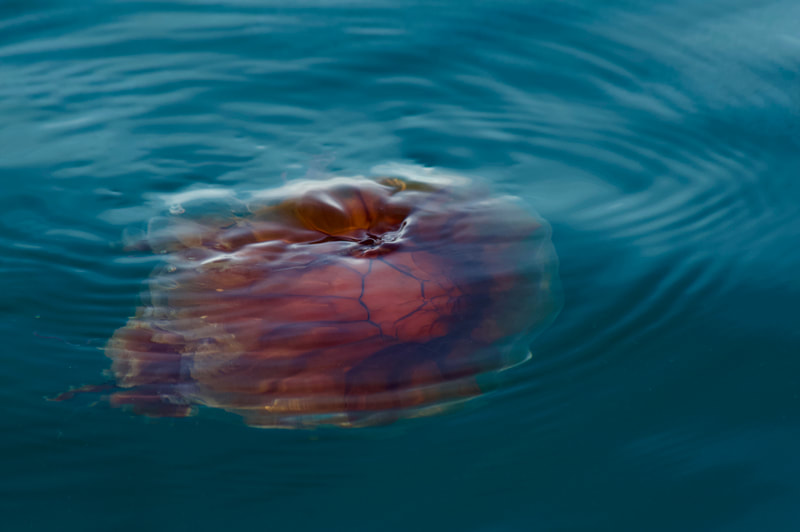 A large, dark, reddish-brown Lion's Mane jellyfish swimming near the surface of dark green water in Halibut Cove, Alaska. 