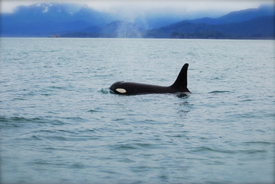 An Orca Whale surfacing to release a breath of air (called it's spout, or blow) in Kachemak Bay. 
